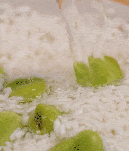 鍋底抹油，將淘洗干凈的大米，加蠶豆、清水，蓋蓋中火煮。